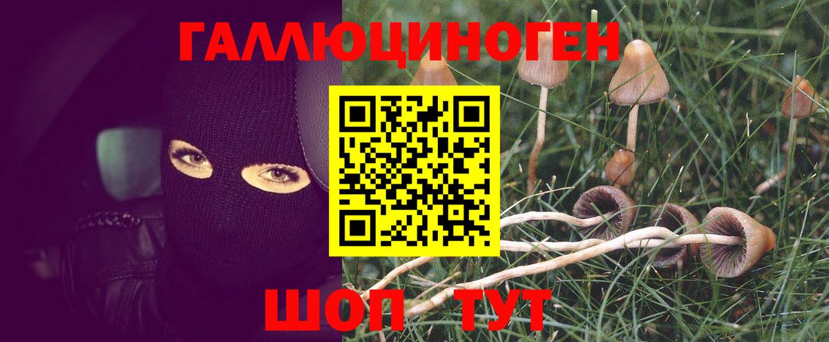 Псилоцибиновые грибы мухоморы  Вход с VPN  Зеленогорск  Псилоцибиновые грибы GOLDEN TEACHER 